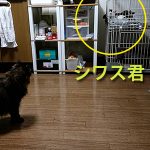 徐々に近づく先住猫さん