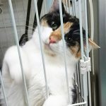 三毛ちゃん2匹2