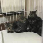 りんごシスターズ