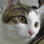 シワスくん0318001