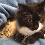 いちごとロン君001