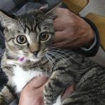 しーちゃん里親様決定