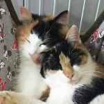 三毛ちゃん2匹01