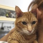 保護猫のイクラちゃん02
