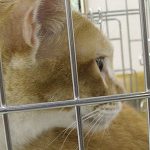 初参加のぼだいくん