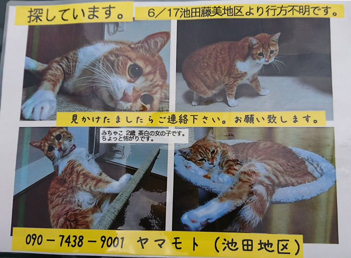 迷い猫01