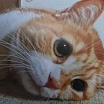 迷い猫のみちゃこ