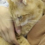 保護猫いくら07