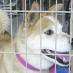 飼い主を捜している「みつおくん」