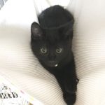 保護猫ルフィー01