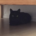 ちびちゃん正式譲渡01
