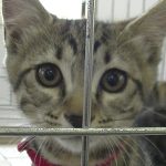 保護猫のクリリン01