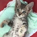保護猫ちーちゃんの様子05