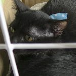保護猫モコ