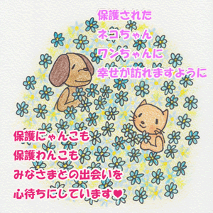 保護犬と猫のお花畑