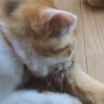 肉球フェチのあかりちゃん01