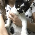 保護猫アリエル14