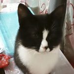 迷い猫さちちゃん04