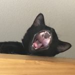 トキの大あくび