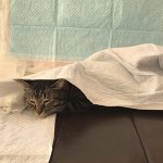 ペットシーツにくるまるノアちゃん