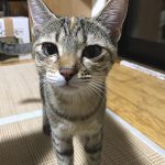 エルサステイ決定