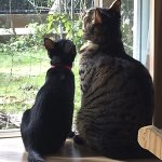 らくとサボ