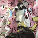 アリエル20181106