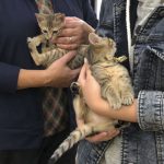 かぐちゃんたえちゃんステイ