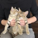 しんぱちさだはる正式譲渡00