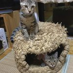 シトロン11004