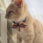 らんちゃん正式譲渡007