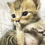 ぎんちゃん天使