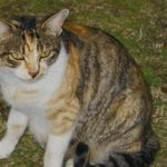 すがねさま探し猫