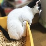 モーちゃんのトイレ風景01