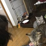 シトロンろん正式譲渡12
