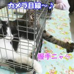 カーズシーザーの握手会05