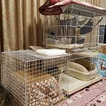 テンモちゃんテンタくんのコタツ