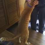 20190413001コテツ