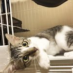 むてき20190525001