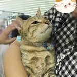 青ねじ