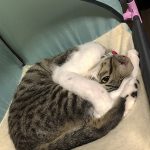 むてき2019061608