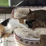 おはなちゃんと先住猫さん001