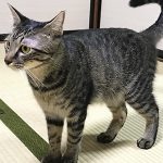 正式譲渡マーくん02