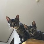 ミントとジャスミン