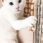 にゃん太20190825