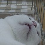 にゃん太20190908004