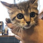 サファイア治療中04