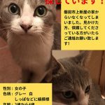 探し猫ポスター20191120