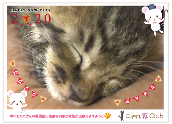 web年賀にゃん友2020