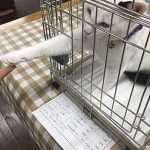 お手をするハルト2020011201